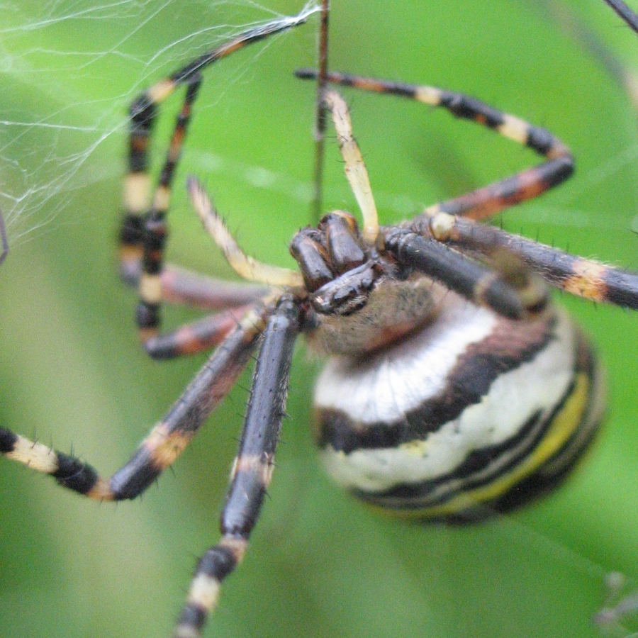 Wasp Spider - Hampton Heath - 2021-09-19